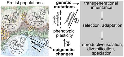 Epigenetics as Driver of Adaptation and Diversification in Microbial Eukaryotes